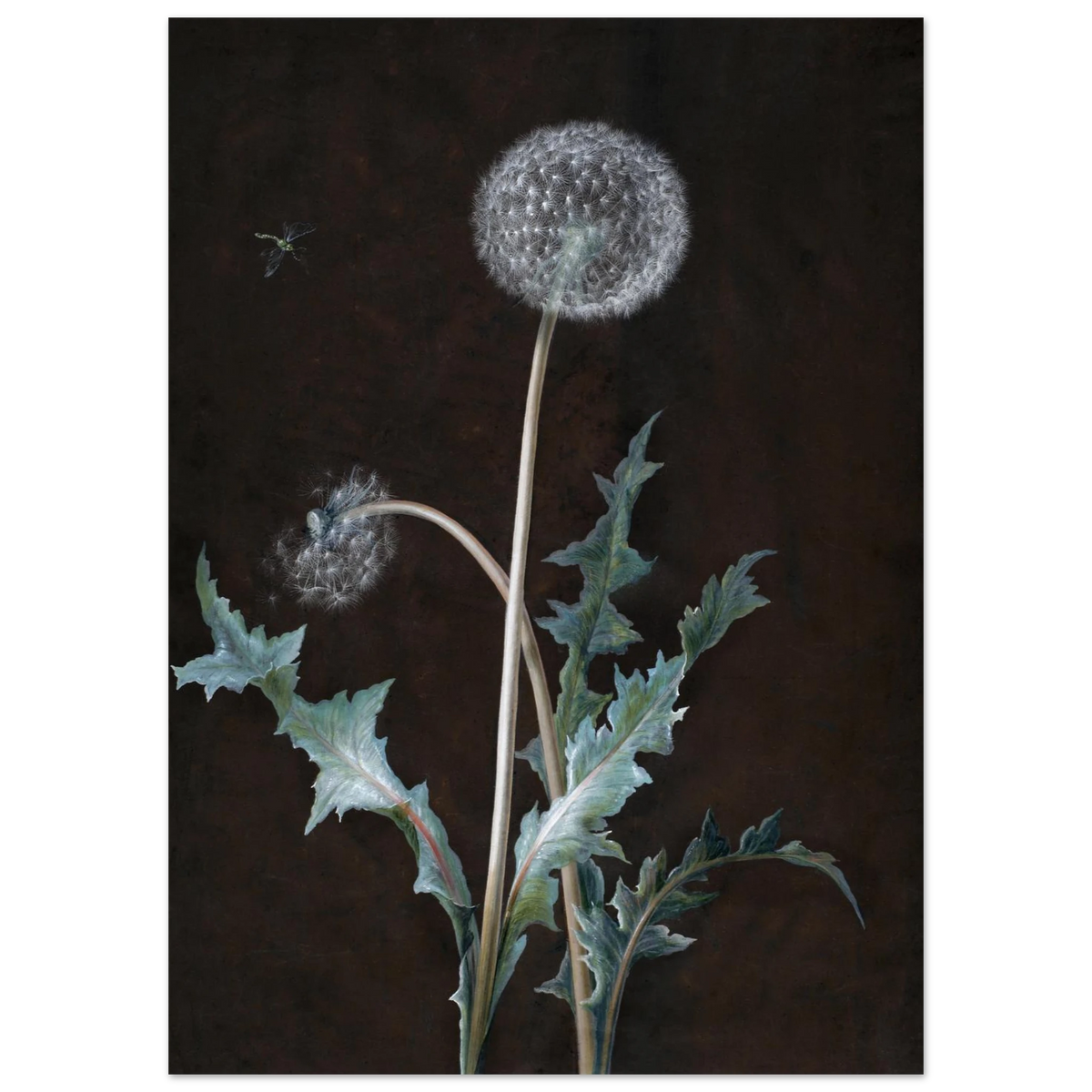 Dandelion 1755 by Barbara Regina Dietzsch Poster Print styled product view #PD_429 4