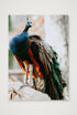 491 — A4 (21×30cm, 8×12") Print only