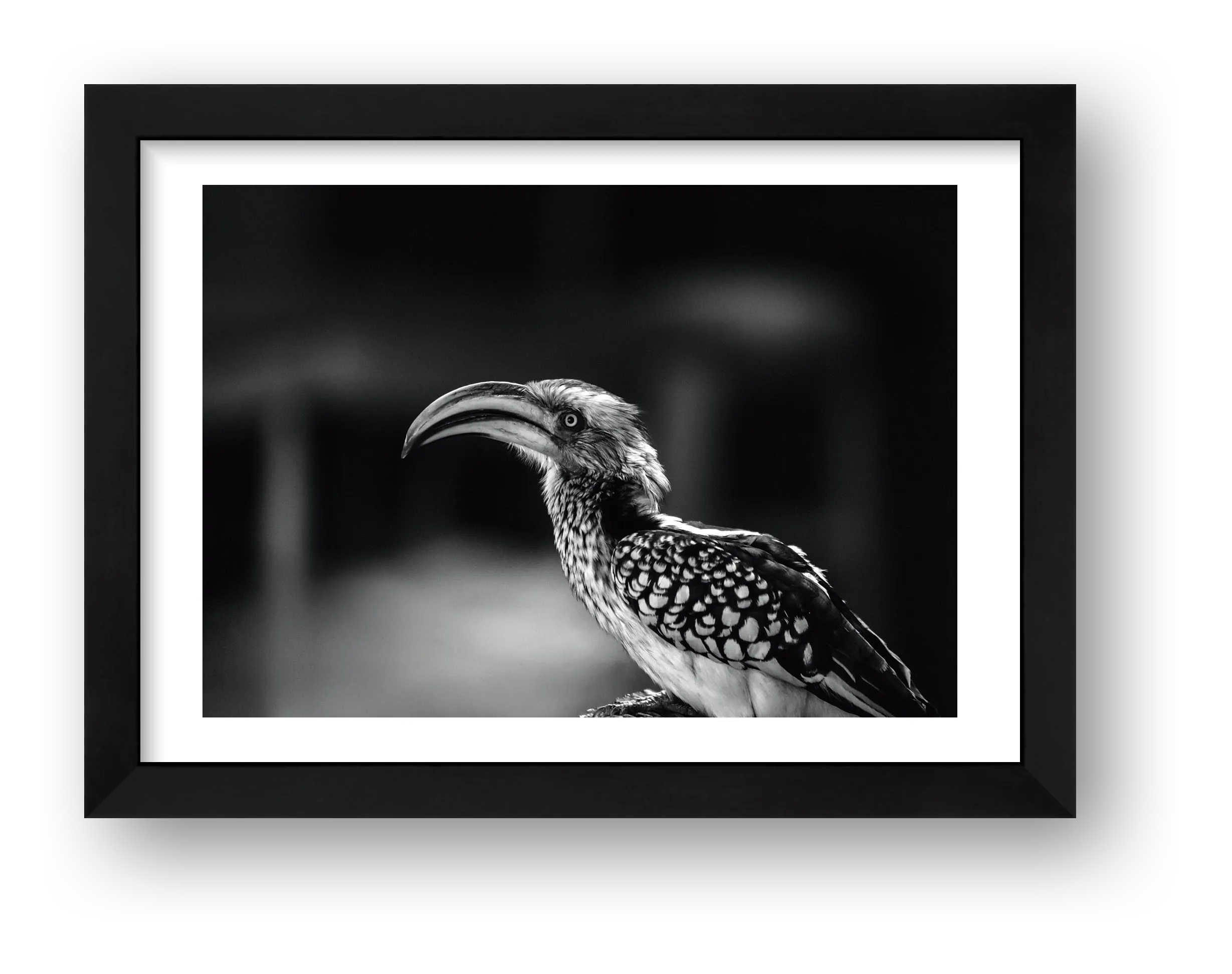 Hornbill fine art photograph Madikwe South Africa Black, print #482 by Kzara Visual