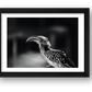 482 — framed
