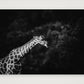 432 — 84×59cm, 33×23" Print only