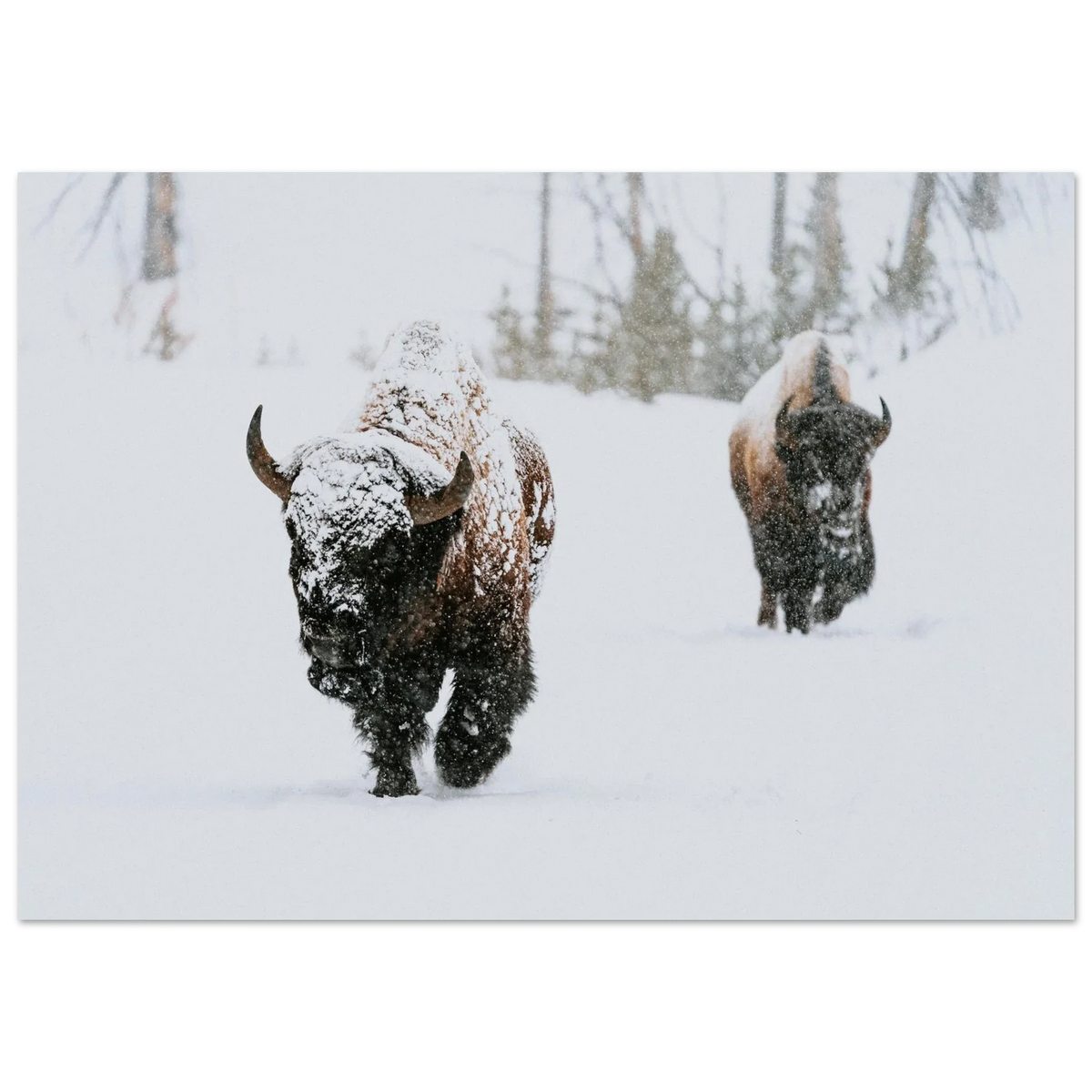 Poster showing two bison walking through deep falling snow with the nearer animal’s face covered in white