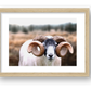 1589 — framed