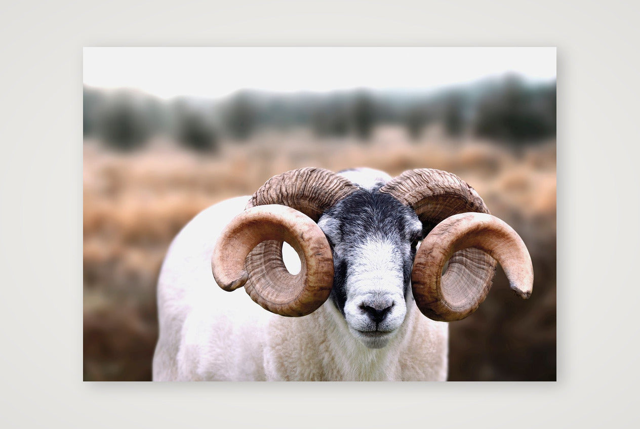 1589 — A3 (42×30cm, 17×12") Print only