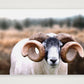 1589 — A3 (42×30cm, 17×12") Print only