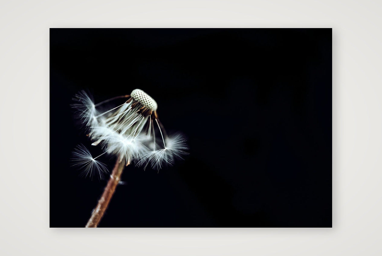 24 — A3 (42×30cm, 17×12") Print only