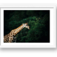433 — framed