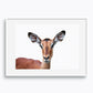 Curious Impala Portrait #5)