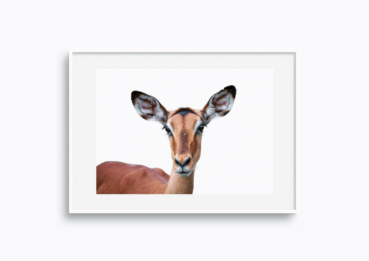 Curious Impala Portrait #5)