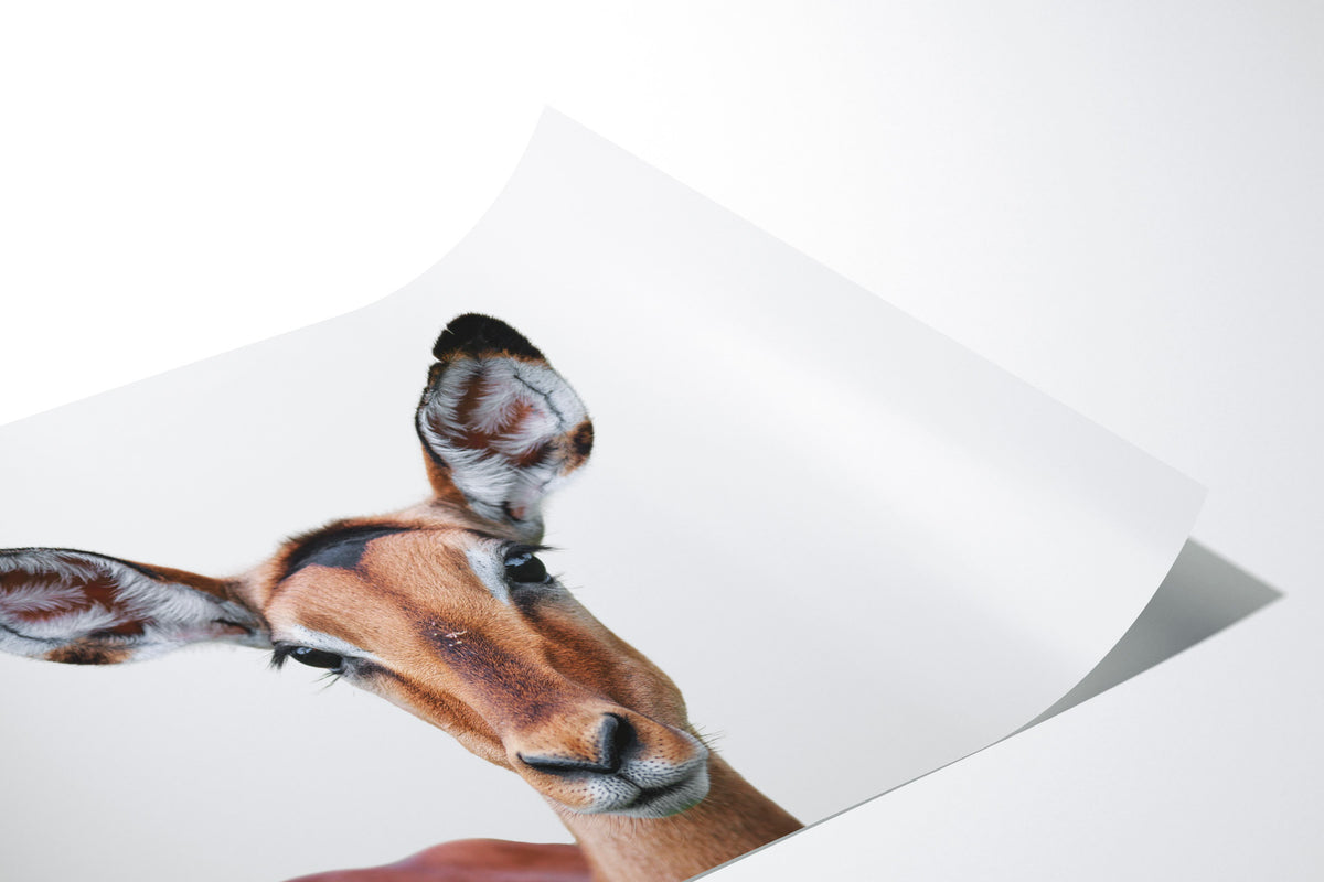 Curious Impala Portrait #5)