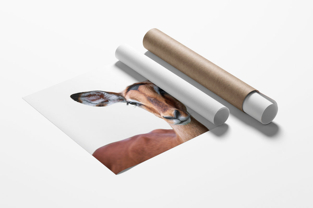Curious Impala Portrait #5)