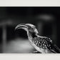 482 — A3 (42×30cm, 17×12") Print only
