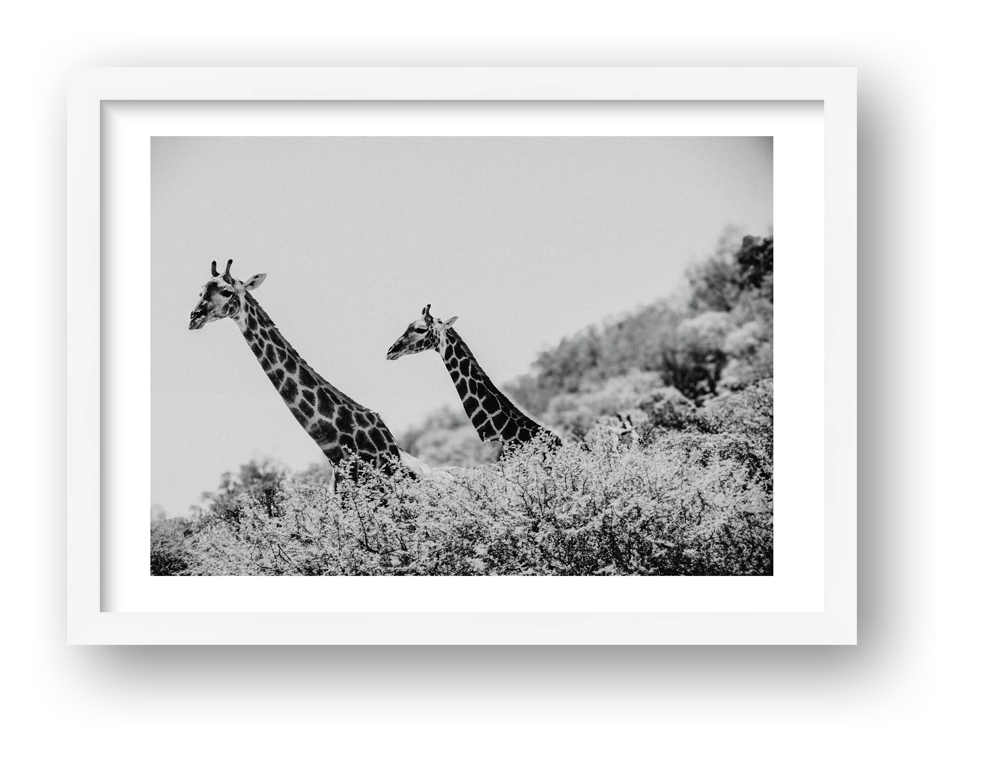 Giraffe fine art photograph Pilanesberg South Africa Black, print #449 by Kzara Visual