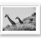 449 — framed