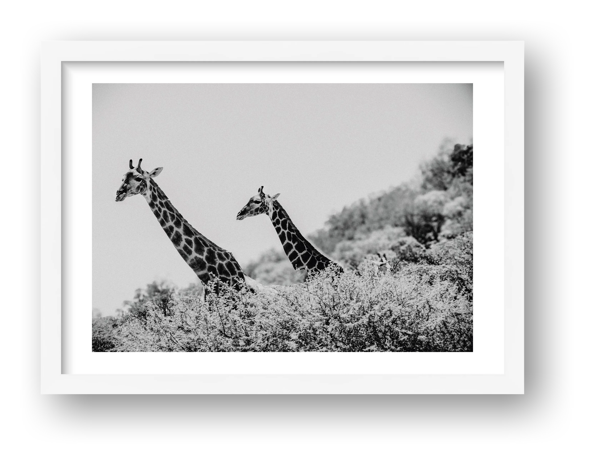 449 — framed