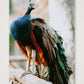 491 — A3 (30×42cm, 12×17") Print only