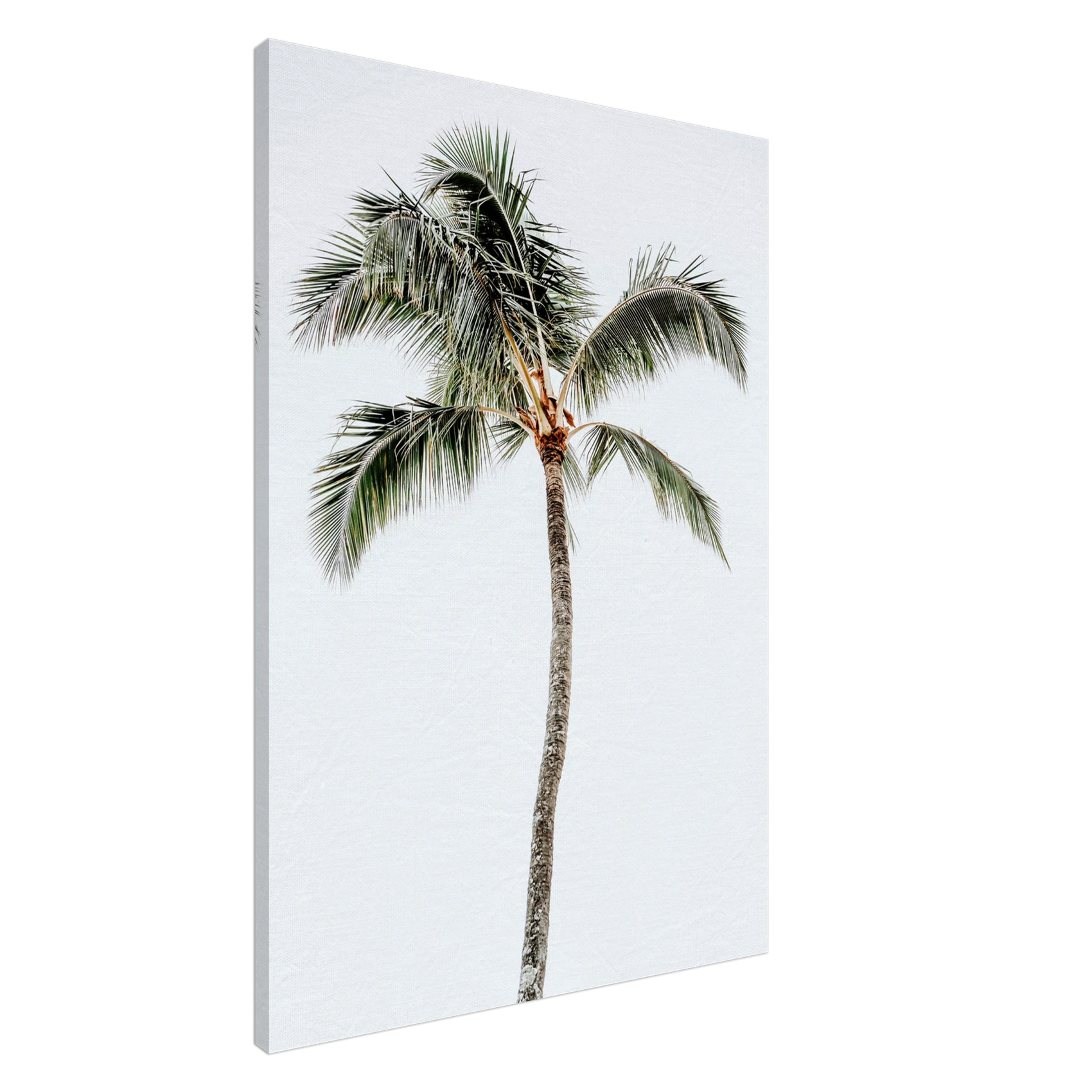 Minimalist Palm Tree Canvas Print – Tropical Serenity for Your Space, Available in Multiple Sizes