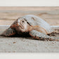 467 — A4 (30×21cm, 12×8") Print only