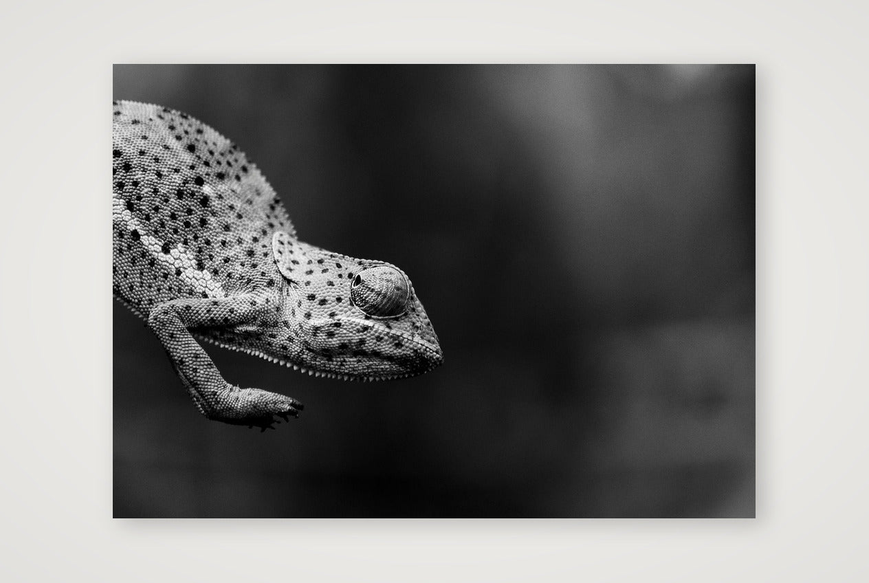 1851 — A3 (42×30cm, 17×12") Print only