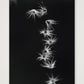 485 — A3 (30×42cm, 12×17") Print only