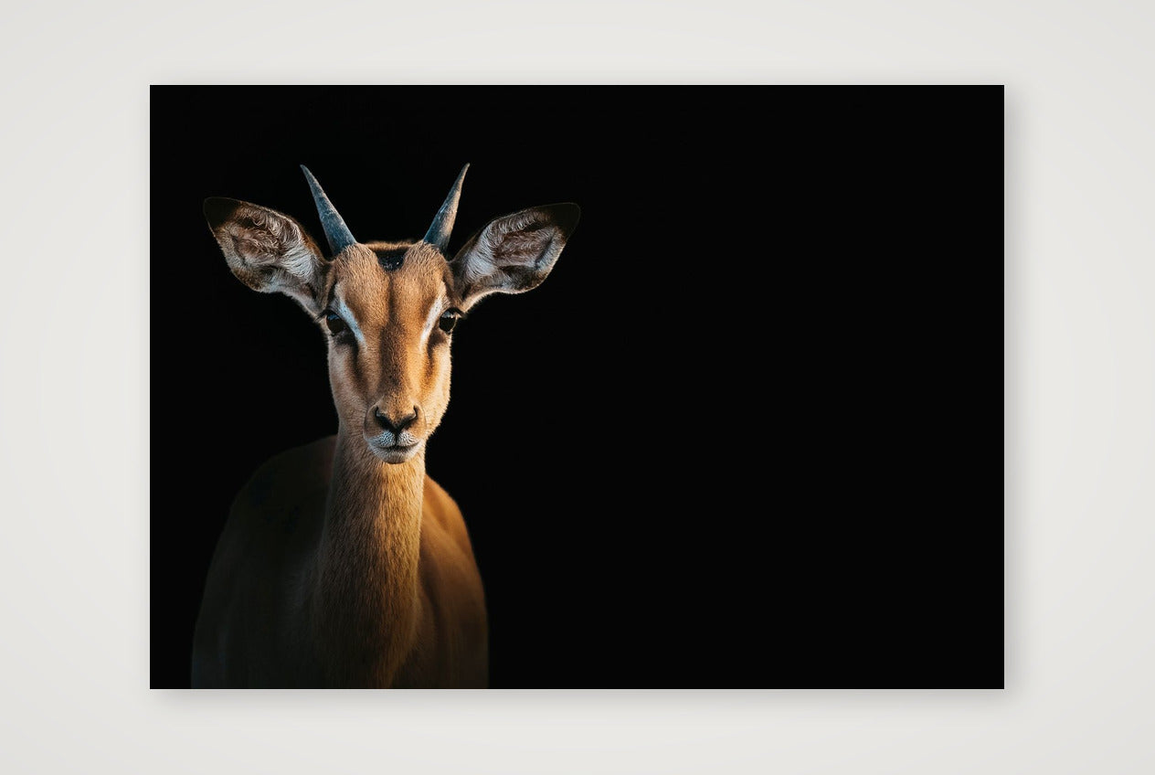 117 — A4 (30×21cm, 12×8") Print only
