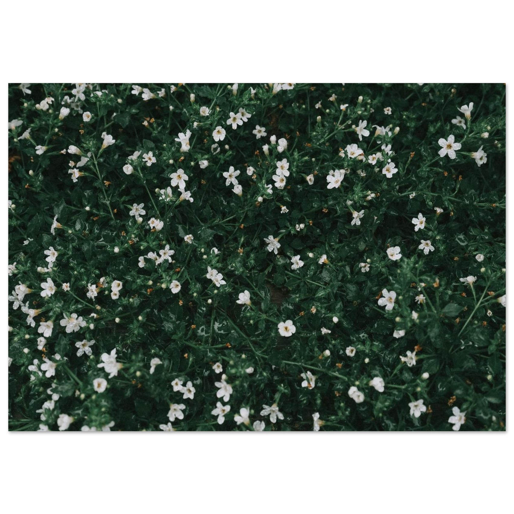 FOAM - Fresh Morning Dew & White Wildflowers - Nature-Inspired Foam Board Print in Your Preferred Size