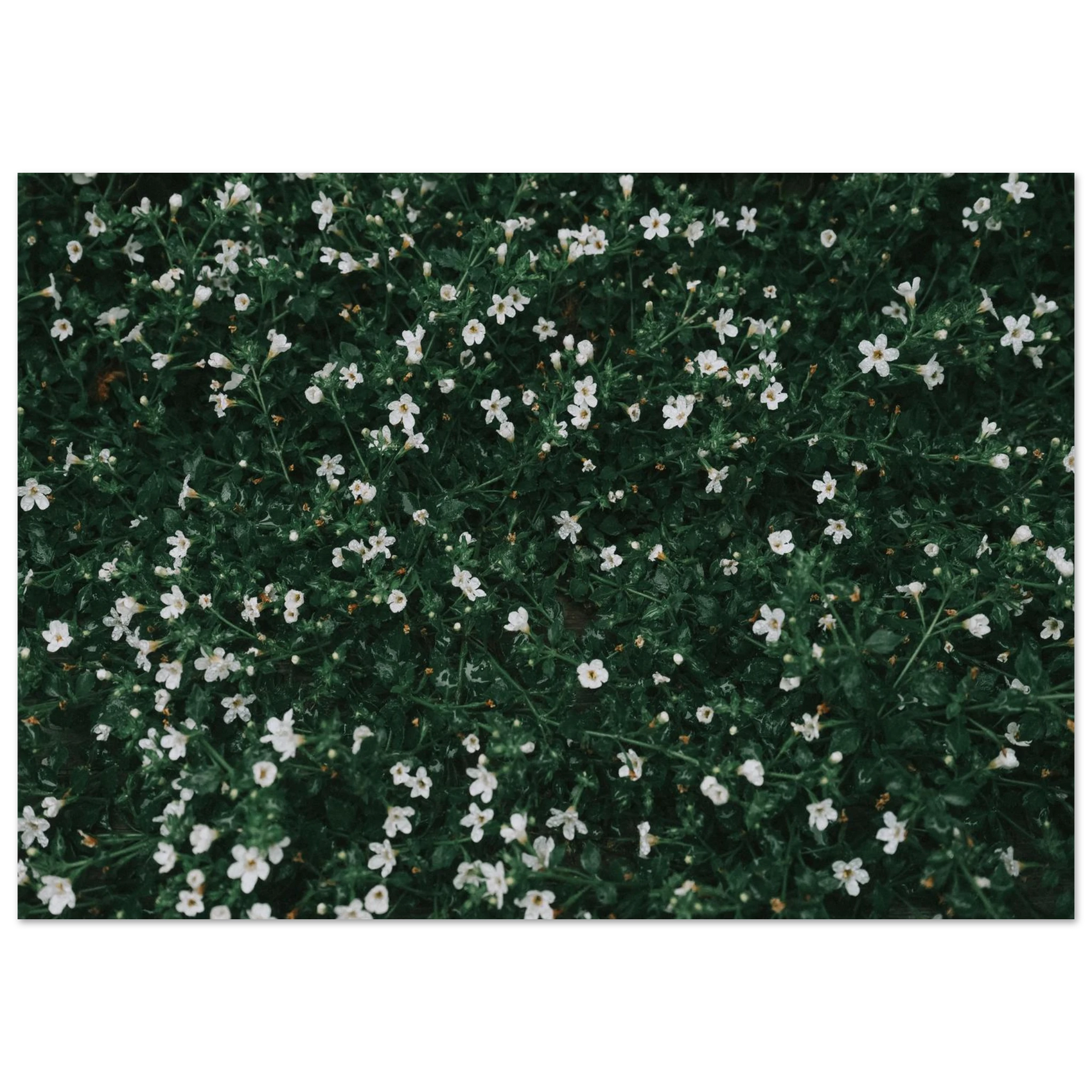 Dewy White Petals - Lush Green Foliage Poster | Premium Semi-Gloss Fine Art Print