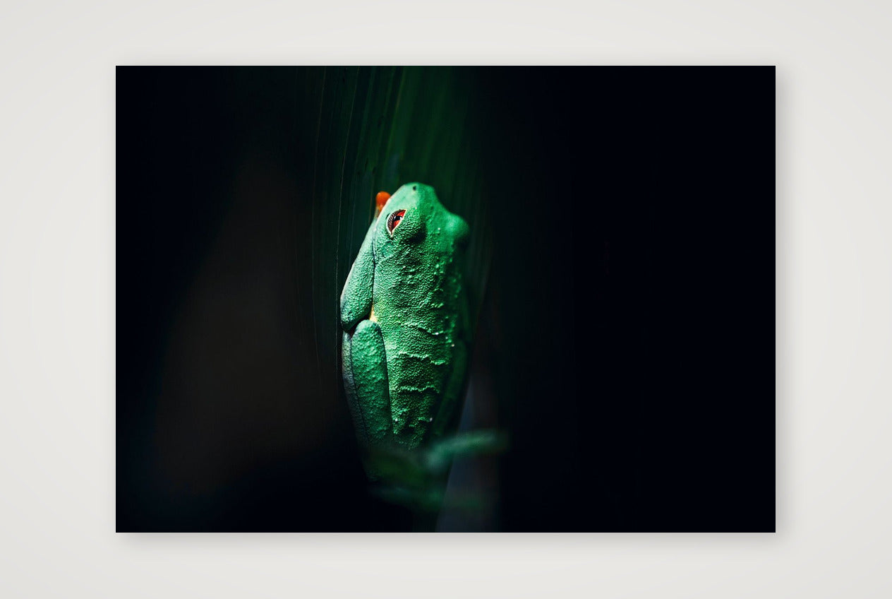 498 — A4 (30×21cm, 12×8") Print only