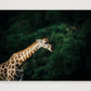 433 — A3 (42×30cm, 17×12") Print only