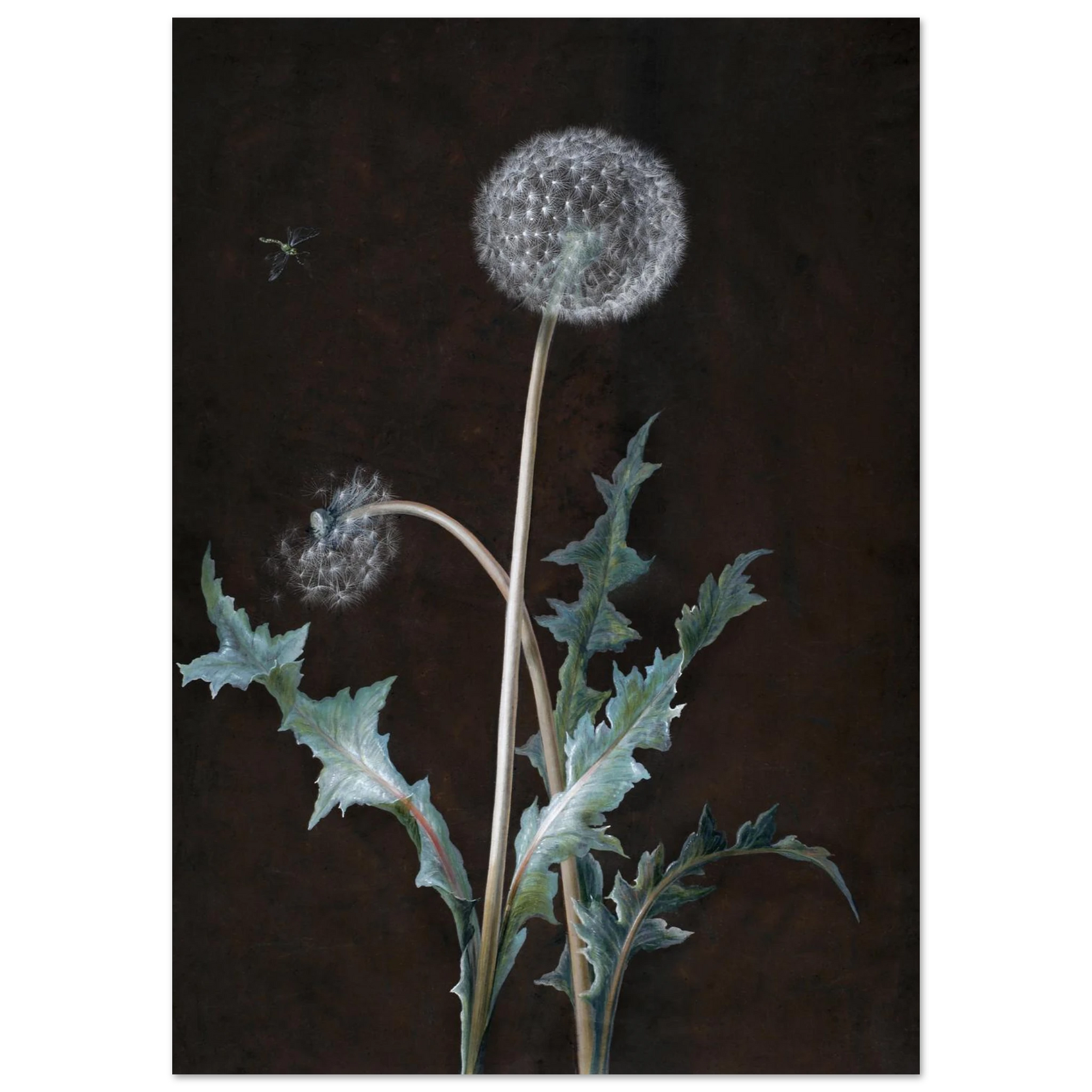 Dandelion Botanical Art Print - Timeless Nature Poster on Premium Semi-Gloss Paper