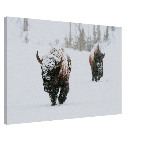 Winter Bison Wall Art Canvas Print Lamar Valley Snow Wildlife Rustic Lodge Decor #PD_292 product image