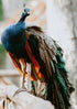 Peacock fine art photograph Zanzibar Tanzania Colorful Bird, print 