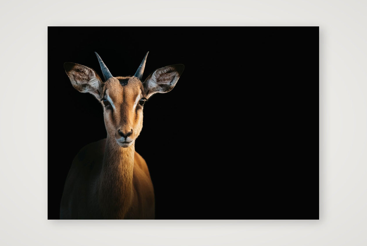117 — 59×42cm, 23×17" Print only