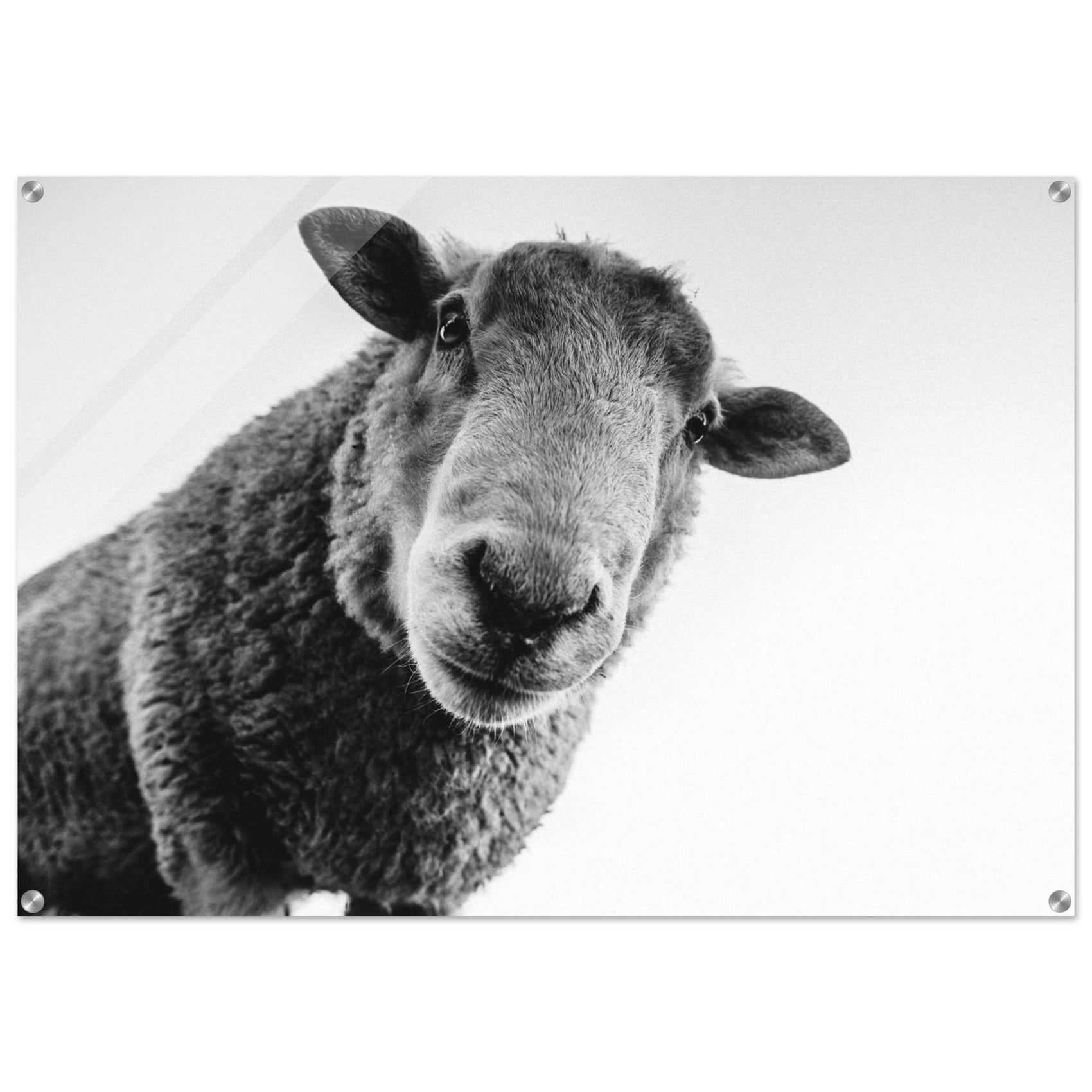 ACRYLIC PRINT - PD_805