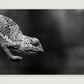 1851 — A4 (30×21cm, 12×8") Print only