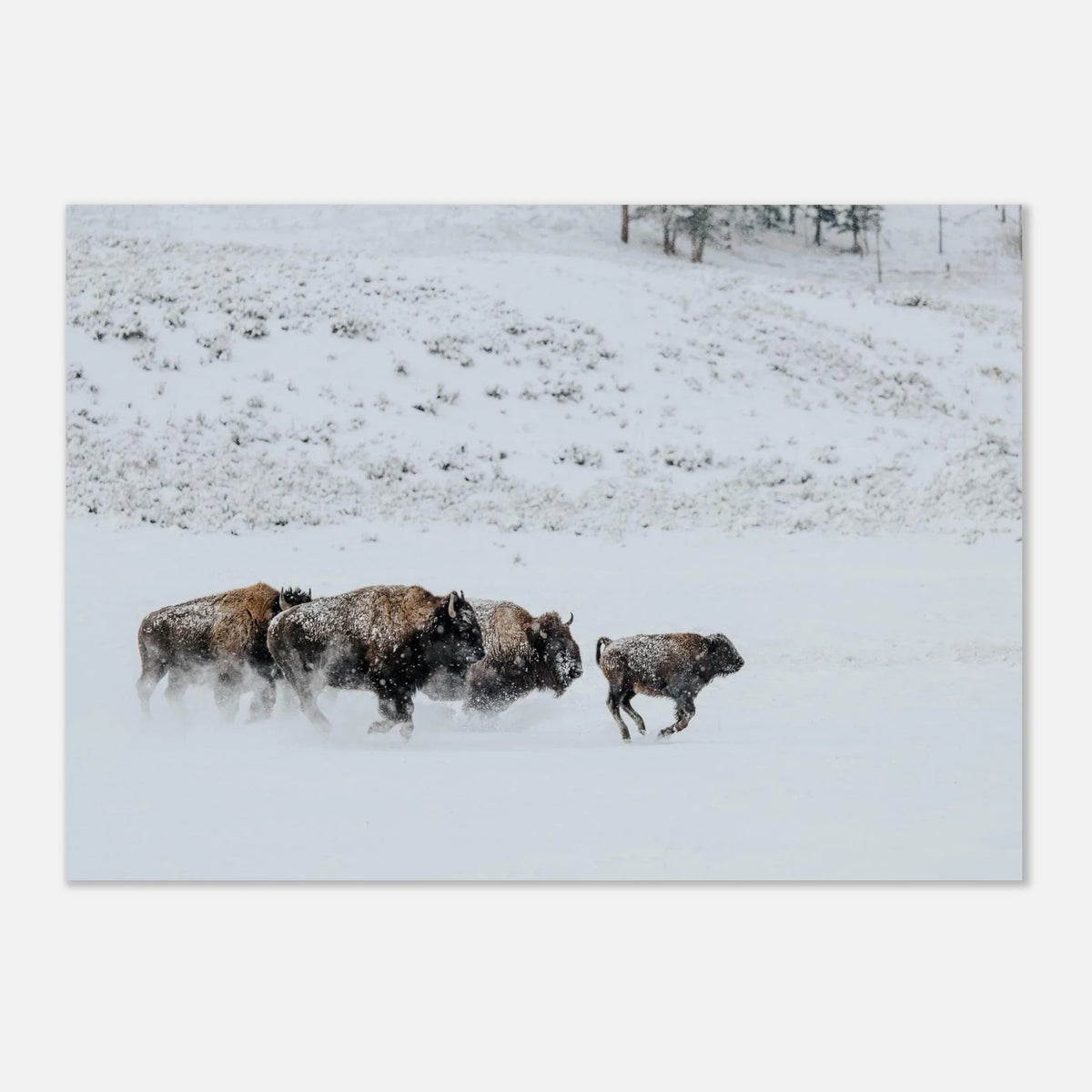 Bison herd winter poster against a pale background