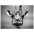 8e647022-0eb5-4fc8-958d-8a5d6bb40e19