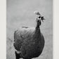 490 — 42×59cm, 17×23" Print only