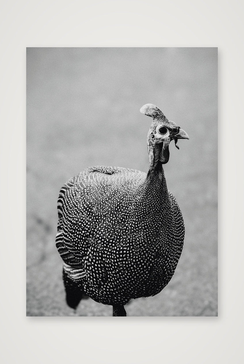 490 — 42×59cm, 17×23" Print only