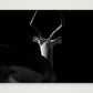 121 — 59×42cm, 23×17" Print only