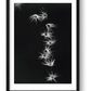 485 — framed