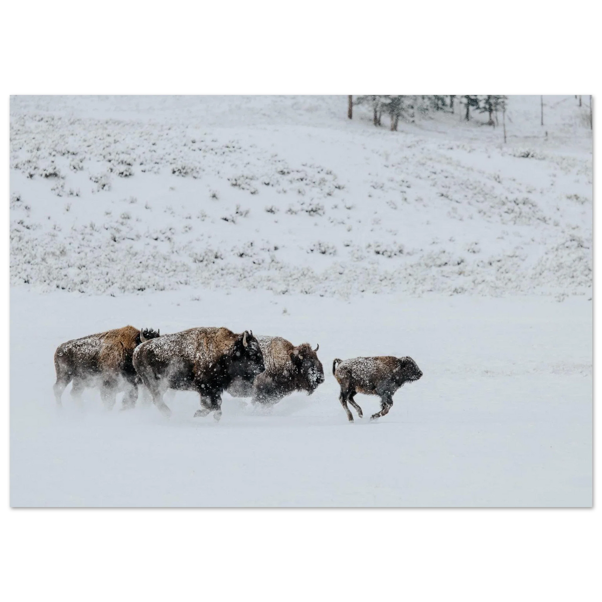 Unframed poster of a bison herd running through snow in Lamar Valley