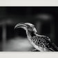 482 — A4 (30×21cm, 12×8") Print only