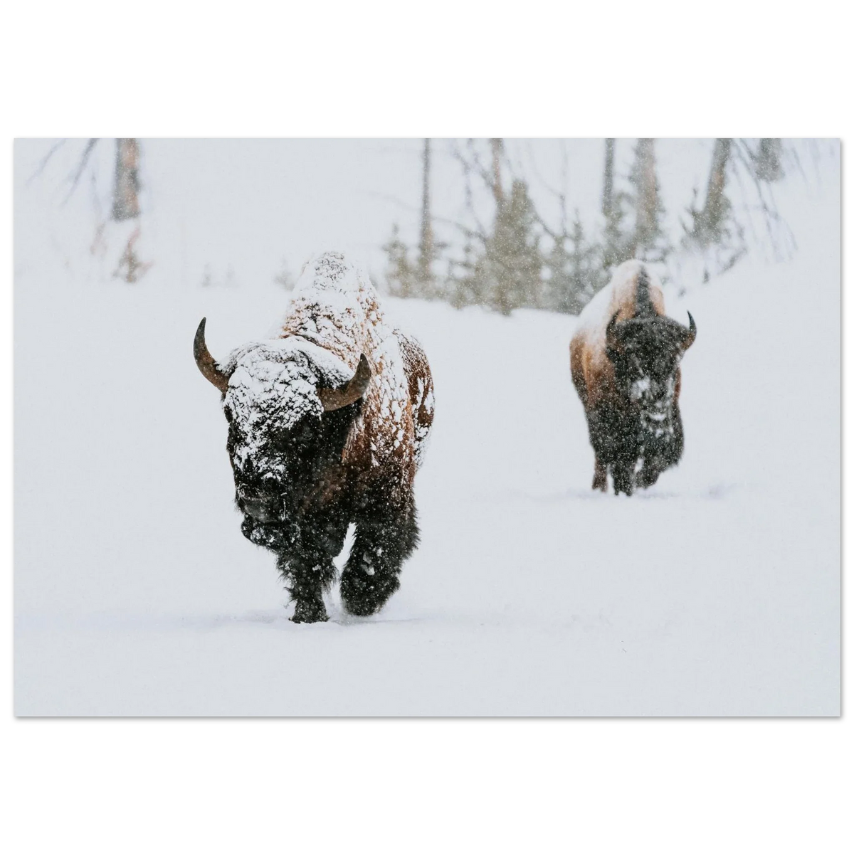 Poster showing two bison walking through deep falling snow with the nearer animal’s face covered in white
