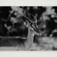 443 — A4 (30×21cm, 12×8") Print only