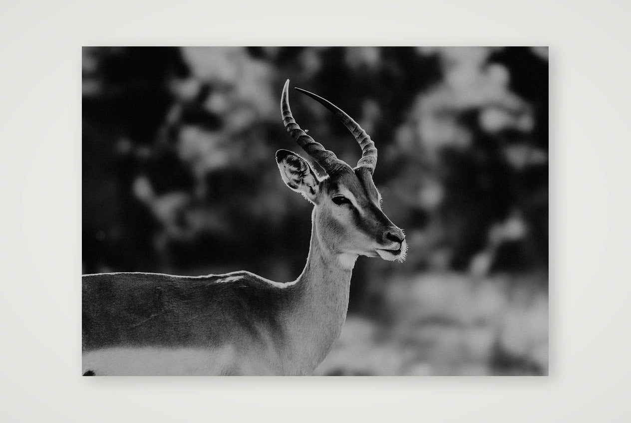 443 — A4 (30×21cm, 12×8") Print only
