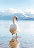 Lake Thun Swan fine art photograph Switzerland Bird, print 