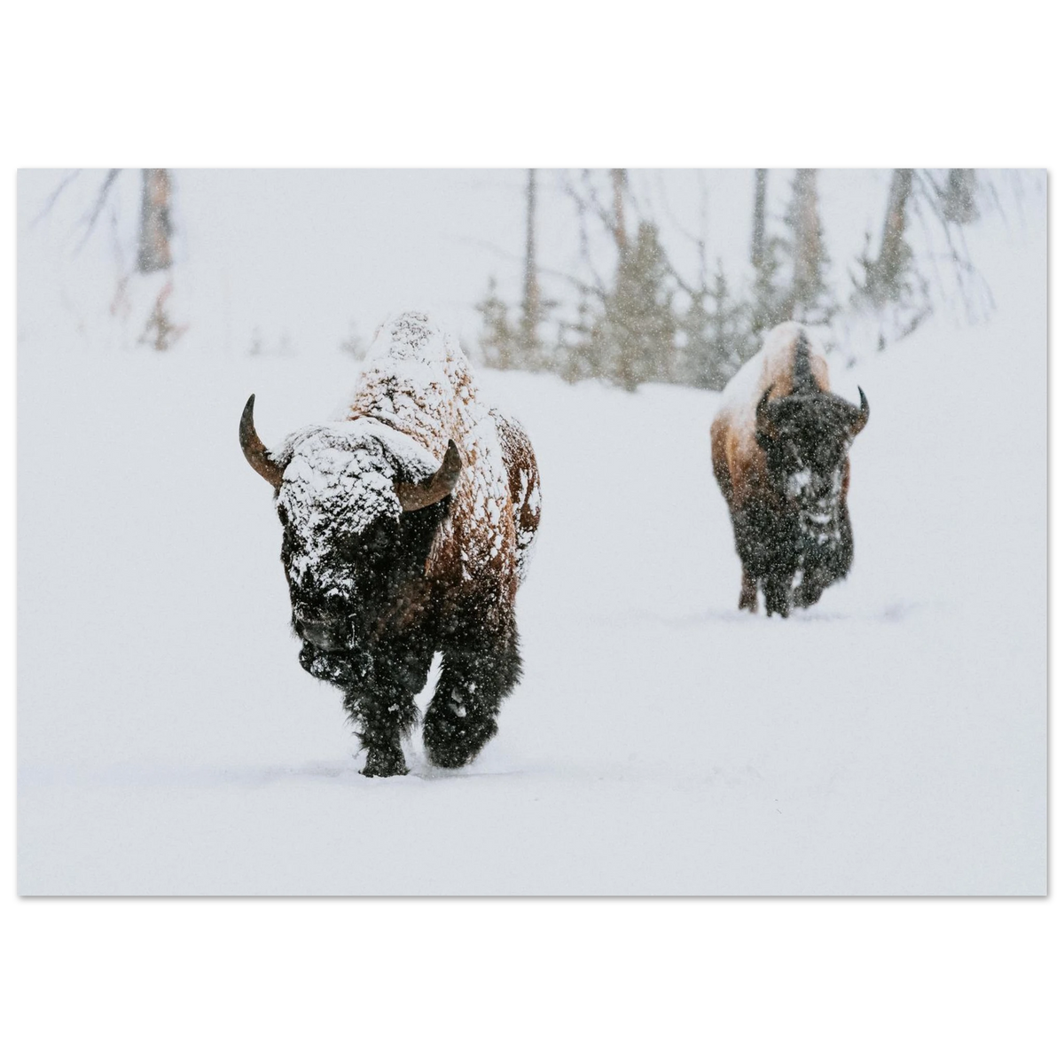 Bison in Winter Snowstorm - Premium Semi-Glossy Paper Poster PD_292