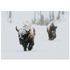 Poster showing two bison walking through deep falling snow with the nearer animal’s face covered in white