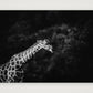 432 — A4 (30×21cm, 12×8") Print only